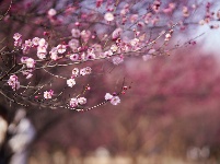 图集 | 湖北枝江：春日赏梅正当时 梅花园粉黛亮相