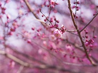 图集 | 湖北枝江：春日赏梅正当时 梅花园粉黛亮相