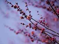 图集 | 湖北枝江：春日赏梅正当时 梅花园粉黛亮相