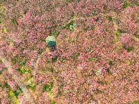 图集 | 湖北枝江：春日赏梅正当时 梅花园粉黛亮相