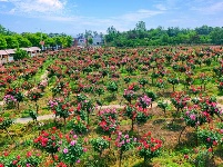 圖集 | 春日浪漫限定,！解鎖湖北枝江的“花花世界”