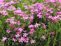 圖集 | 春日浪漫限定,！解鎖湖北枝江的“花花世界”
