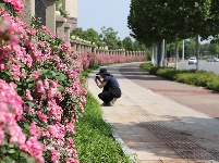 圖集 | 春日浪漫限定,！解鎖湖北枝江的“花花世界”