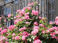 圖集 | 春日浪漫限定,！解鎖湖北枝江的“花花世界”