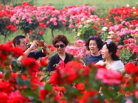 圖集 | 春日浪漫限定！解鎖湖北枝江的“花花世界”