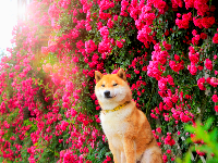 圖集 | 春日浪漫限定！解鎖湖北枝江的“花花世界”