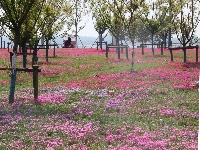 圖集 | 春日浪漫限定！解鎖湖北枝江的“花花世界”