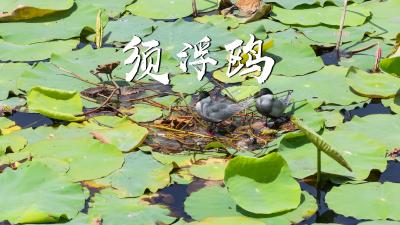 湖北枝江：数千只须浮鸥“打卡”金湖国家湿地公园