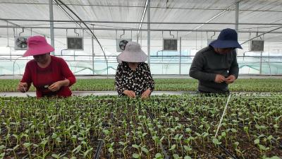 南瓜根上结新果 育苗棚里有新招