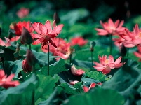 圖集 | 金湖夏日限定皮膚上線，速來打卡！