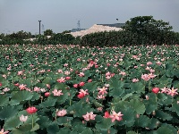 圖集 | 金湖夏日限定皮膚上線，速來打卡！