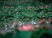 圖集 | 金湖夏日限定皮膚上線，速來打卡！