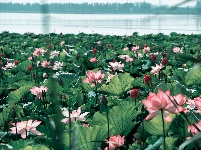 圖集 | 金湖夏日限定皮膚上線，速來打卡！