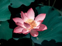 圖集 | 金湖夏日限定皮膚上線，速來打卡！