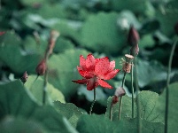 圖集 | 金湖夏日限定皮膚上線，速來打卡！