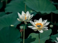圖集 | 金湖夏日限定皮膚上線，速來打卡！