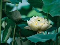 圖集 | 金湖夏日限定皮膚上線，速來打卡！