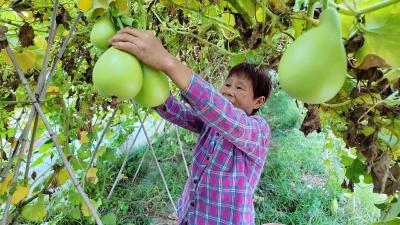 瓠瓜结出 “致富果” 产业发展好“钱”景