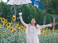 图集 | 湖北枝江：闯入梵高的调色盘！向日葵花季开启