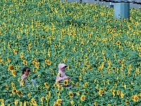 图集 | 湖北枝江：闯入梵高的调色盘！向日葵花季开启