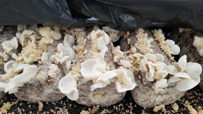 温室大棚“空档期”种出珍奇菌菇 千亩农场闭环运营增效