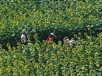图集 | 湖北枝江：闯入梵高的调色盘！向日葵花季开启
