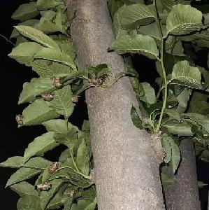 走在路上“被滋了一脸”？最近很多人中招！