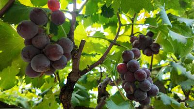 乒乓葡萄挂满枝 “小果子”串起“甜日子”