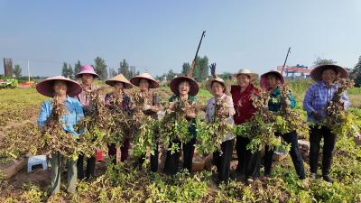 小花生变“金豆豆” 百里洲白马寺村多元销售助农增收