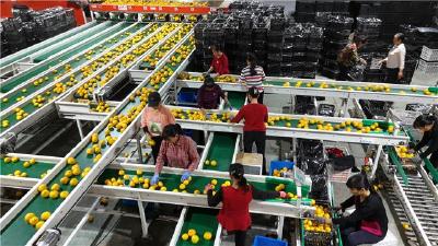 枝江蜜桔俏销海外 产业链带动就业增收