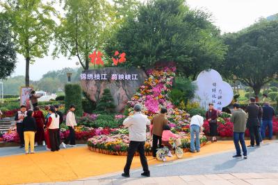 宜昌市第40届菊花展即将开幕 枝江展区获市民一致好评