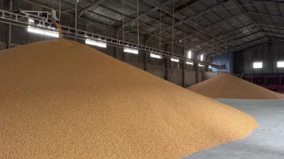 枝江：烘干设备昼夜不停 守护秋粮归仓“最后一公里”