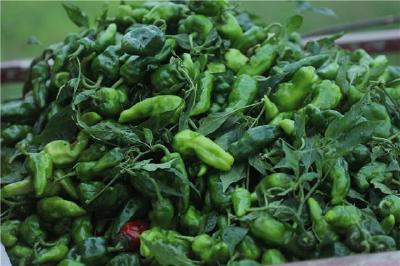 神龙潭村“小辣椒”变身致富的“幸福椒”