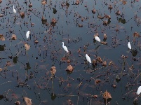 图集 | 枝江金湖，等你来“追鸟”！