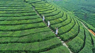 阳春三月采茶忙 青龙山村绘就增收新图景