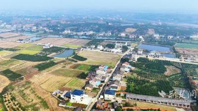 【荆楚网】“犟”书记的振兴账—蔡家嘴村的土地、产业与家园三重奏