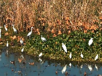 图集 | 枝江金湖，等你来“追鸟”！