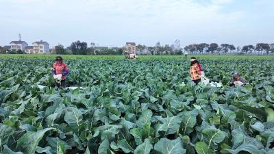 七星台鲜家港村花菜迎丰收 “抢鲜”上市畅销多省