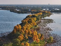 图集 | 枝江金湖，等你来“追鸟”！