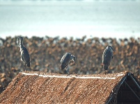 图集 | 枝江金湖，等你来“追鸟”！