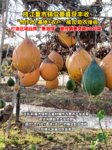 枝江董市镇瓜蒌喜获丰收，产业链“串珠成链”，小籽粒成致富“金豆豆”