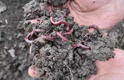 在枝江，小小蚯蚓竟吐出“黑色黄金”！