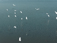 图集 | 枝江金湖，等你来“追鸟”！