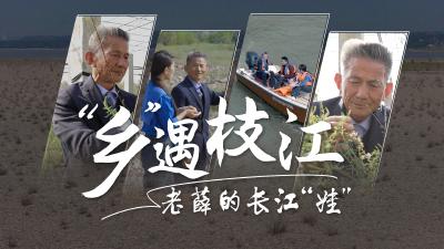 《“乡”遇枝江》第四期：薛传根——十七年守江洲 百万株柏枝情