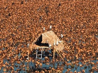 图集 | 枝江金湖，等你来“追鸟”！