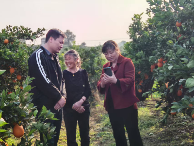 董市镇“95后”村主任化身“业务员” 暖心助农销脐橙