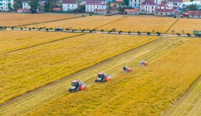 年终话“三农”丨全链条发力 携手护粮安——2025年粮食和重要农产品稳产保供一线观察