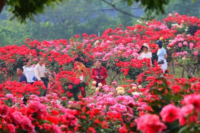 从“一处兴”到“全域美” 枝江谱写“十四五”乡村振兴新图景