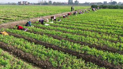 千里送“鲜”次日达 枝江豌豆尖“链”上上海高端餐桌