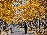 图集 | 枝江冬日限定美景 氛围感拉满